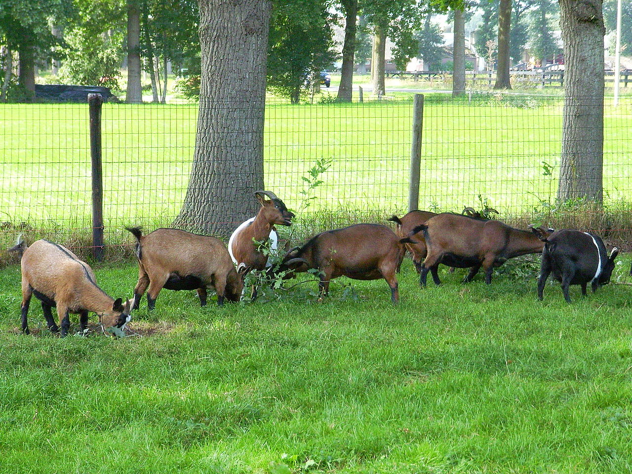 Bild Tierpark Schönewald Birkenfeld