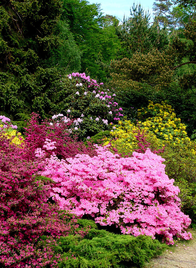 Bild Rhododendronpark Graal-Müritz