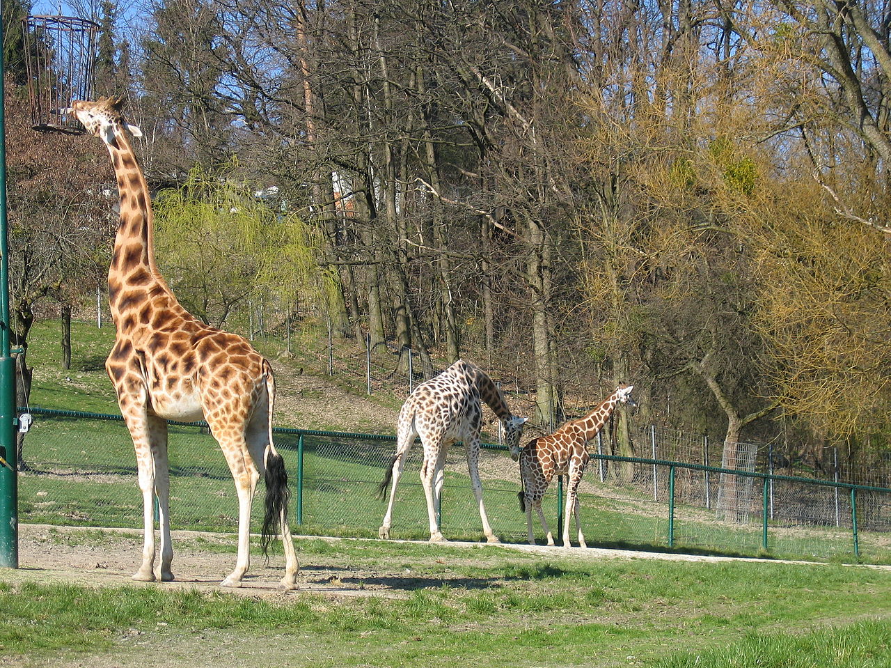 Bild Opel Zoo Kronberg