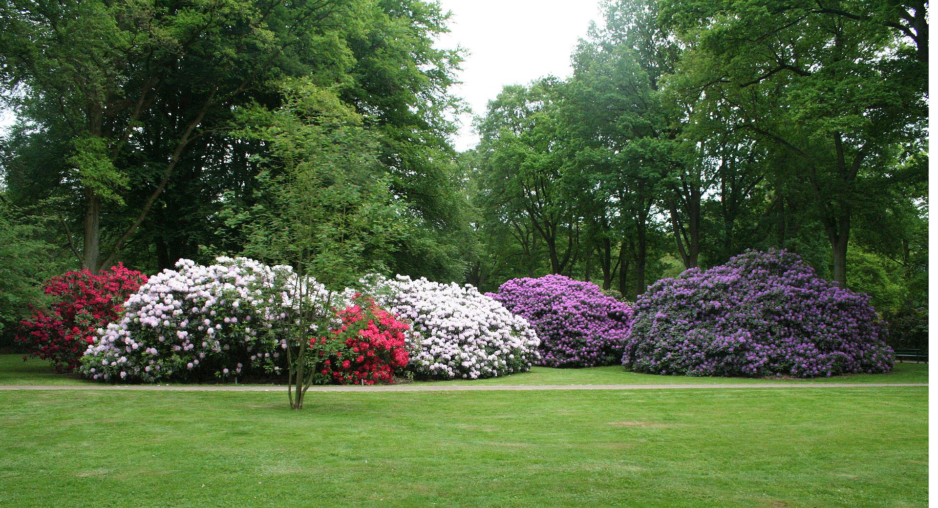 Bild Rhododendronpark und botanischer Garten Bremen