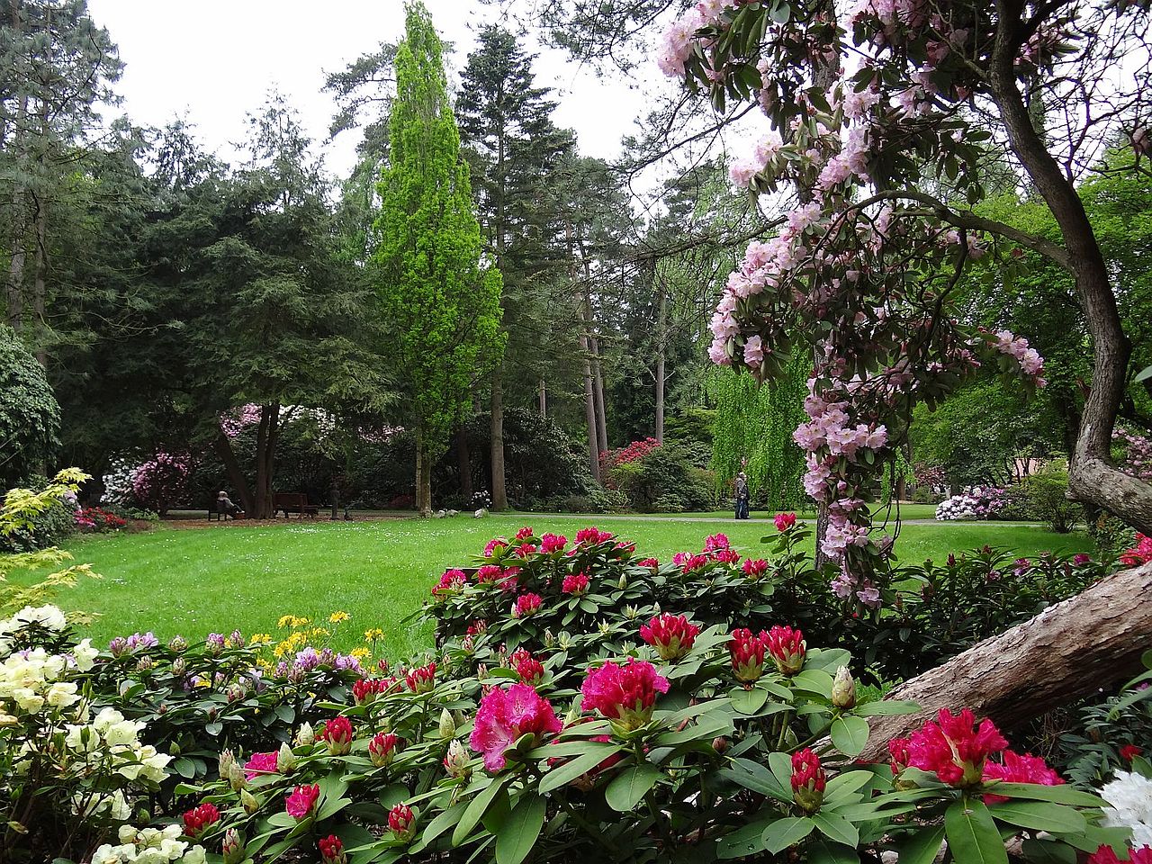 Bild Hobbie Rhododendronpark Westerstede