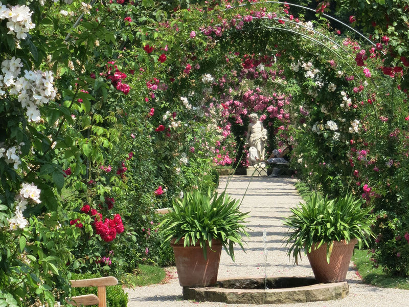 Bild Internationaler Rosenneuheitengarten auf dem Beutig Baden Baden