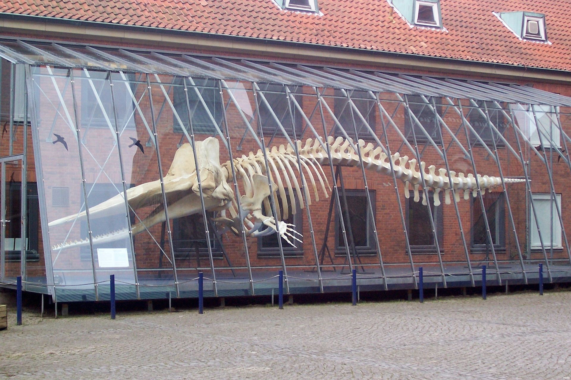 Bild Museum für Natur und Umwelt Lübeck