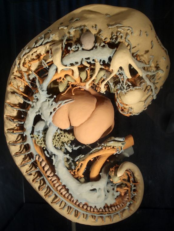 Bild Humanembryologische Sammlung Göttingen