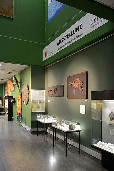 Bild Geologisch Paläontologisches Museum Hamburg