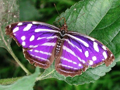 Bild Schmetterlingspark Sassnitz