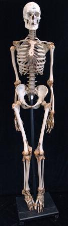 Bild Anatomische Sammlung Heidelberg