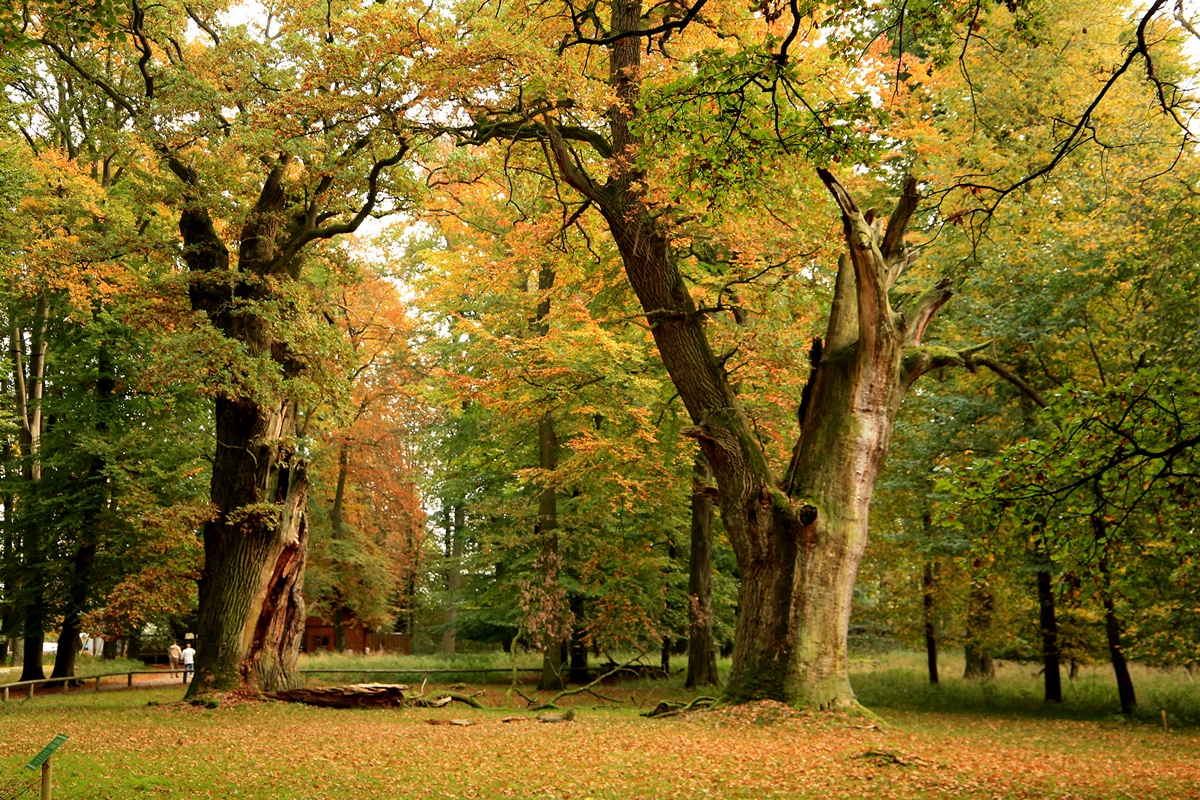 Bild Ivenack mit 1000jährigen Eichen