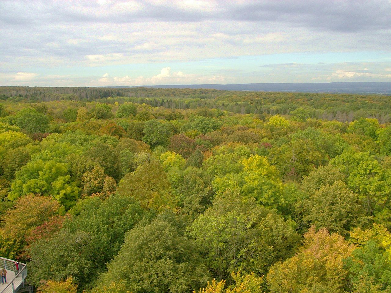 Bild Nationalpark Hainich