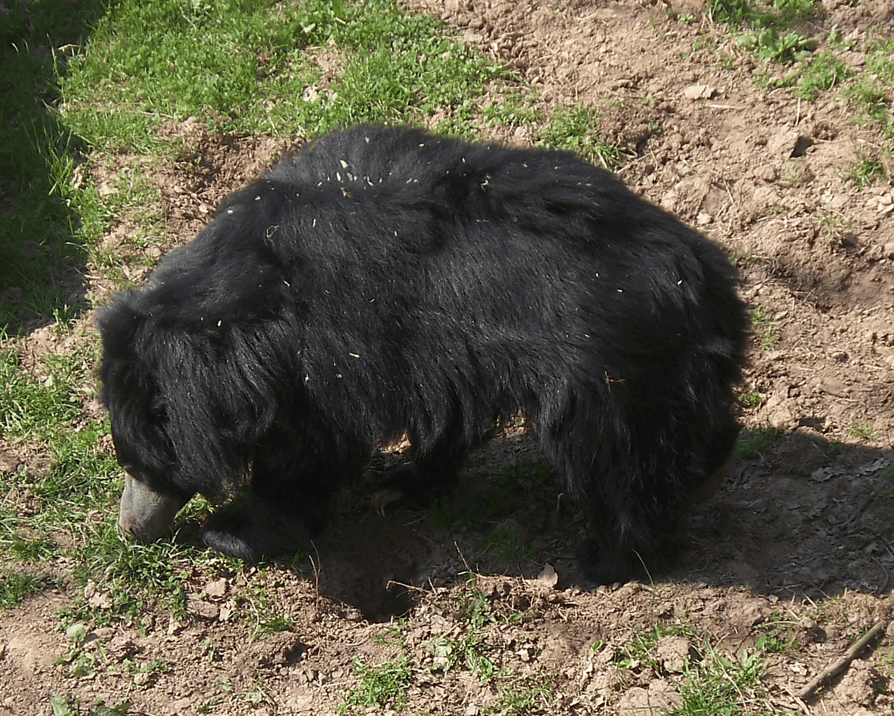 Bild Tierpark Chemnitz