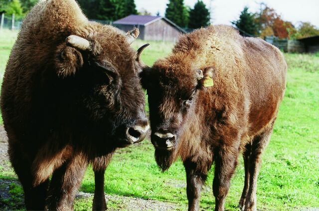 Bild Wildpark Bad Marienberg