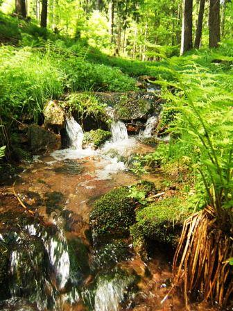 Bild Biosphärenreservat Vessertal Thüringer Wald