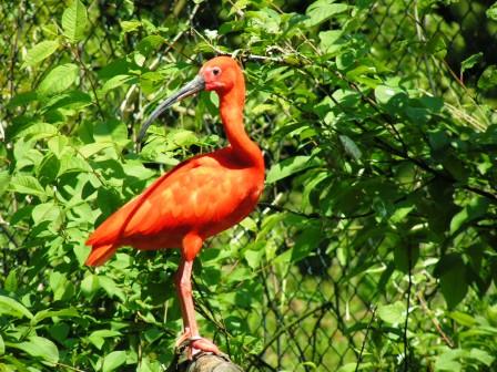 Bild Vogel- und Naturschutztierpark Herborn