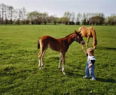Bild Gestüt Lindenhof Rohrlack