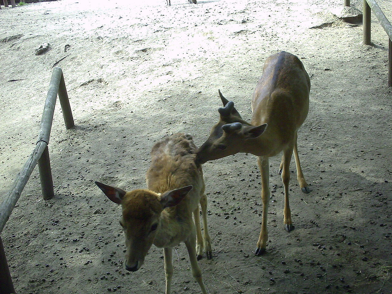 Bild Tierpark Weißwasser