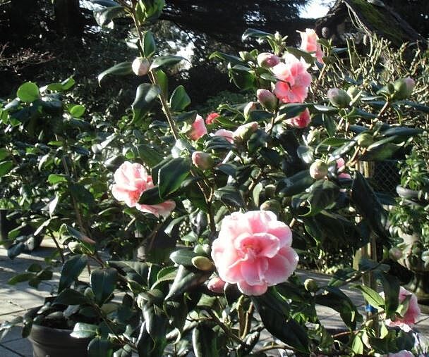 Bild Kameliengarten Solingen