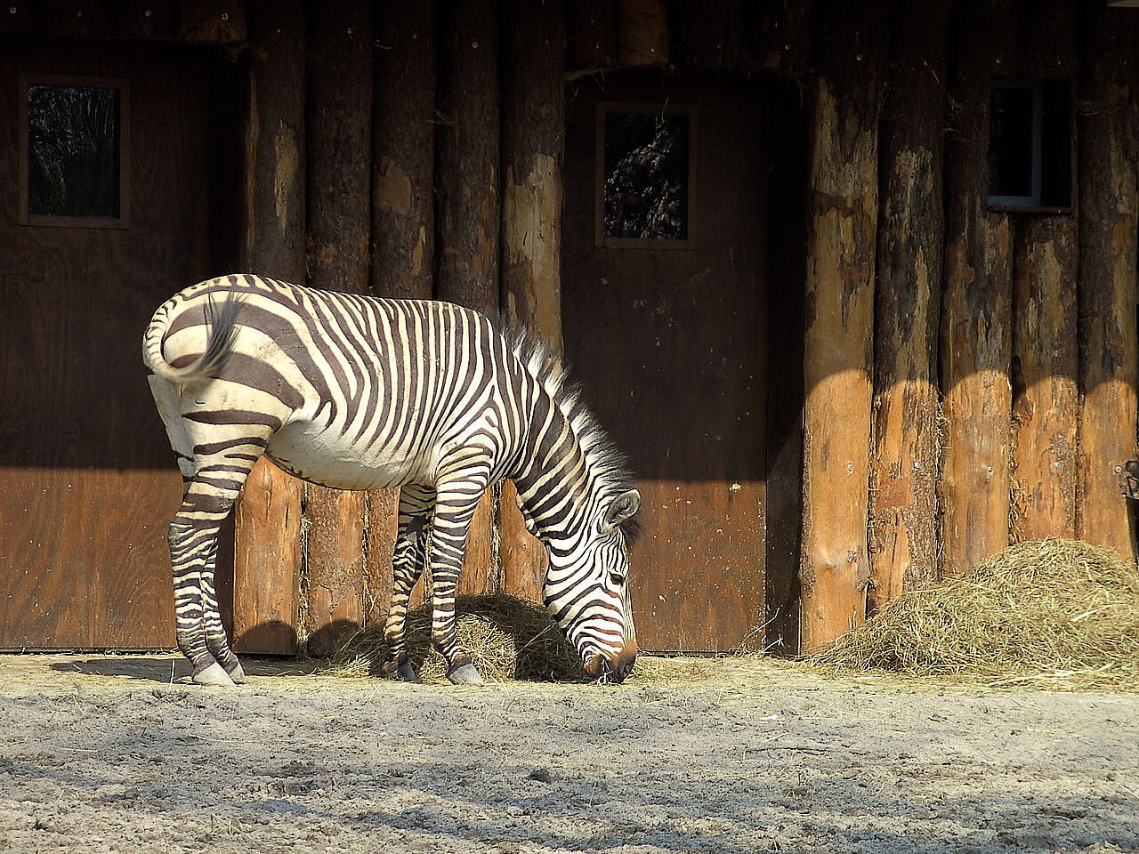 Bild Zoo Landau in der Pfalz