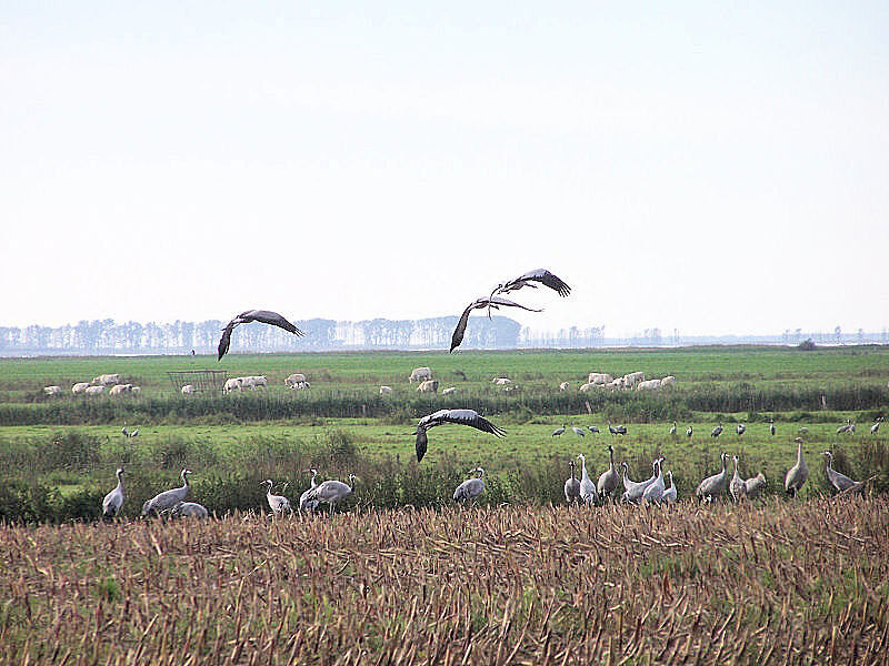Bild Kranich Informationszentrum Groß Mohrdorf