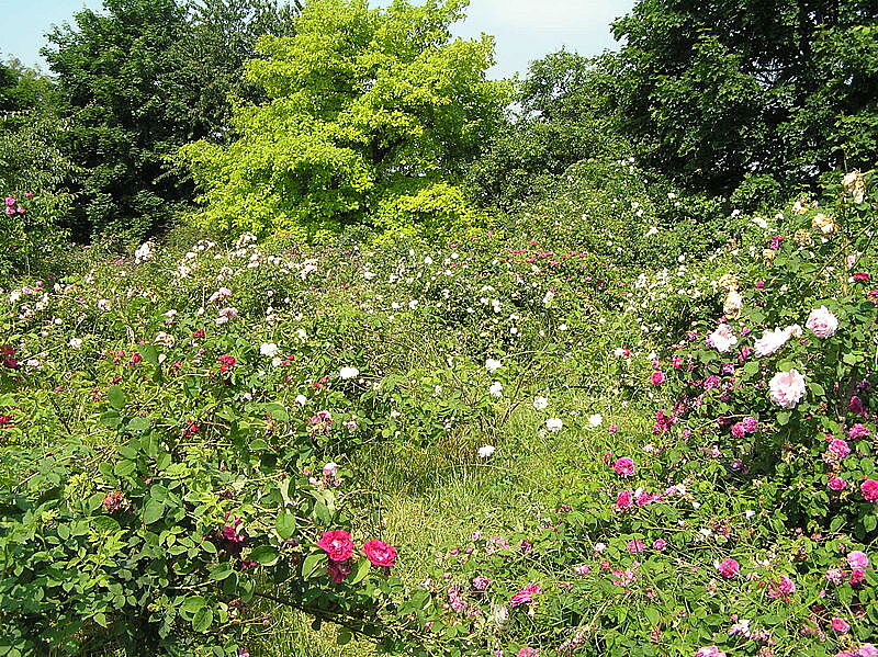 Bild Rosenhang Karben