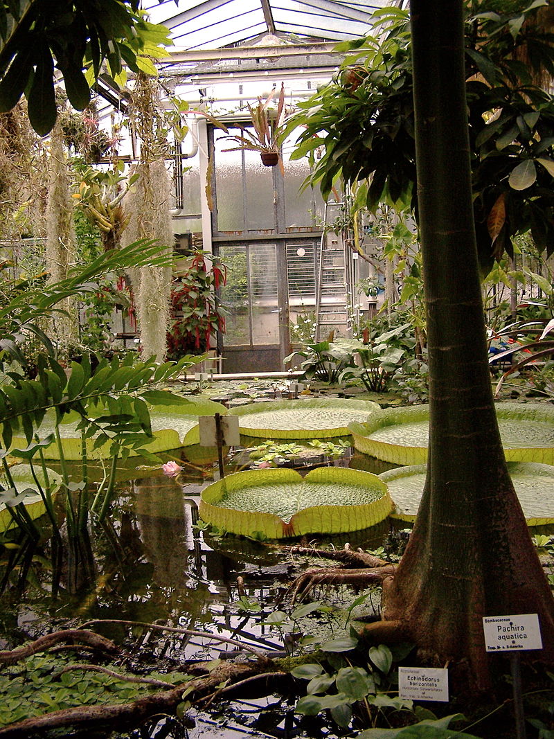 Bild Alter Botanischer Garten Göttingen