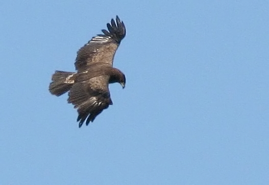 Bild Schreiadler Parcours Schuenhagen