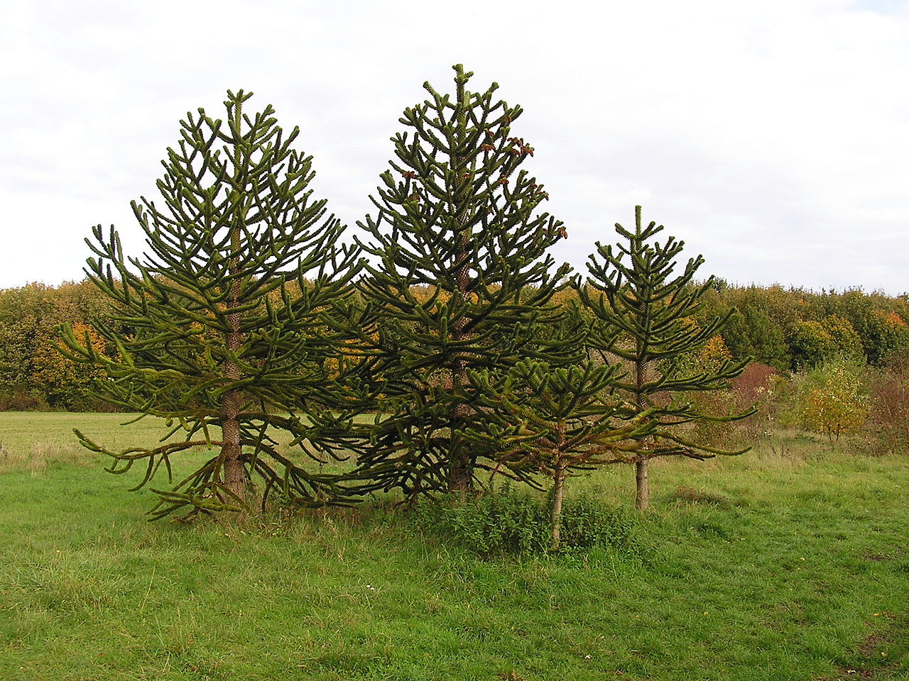 Bild Arboretum Main Taunus