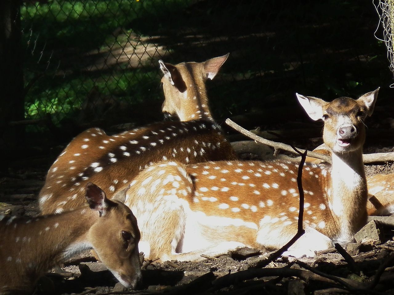 Bild Wildpark Pforzheim