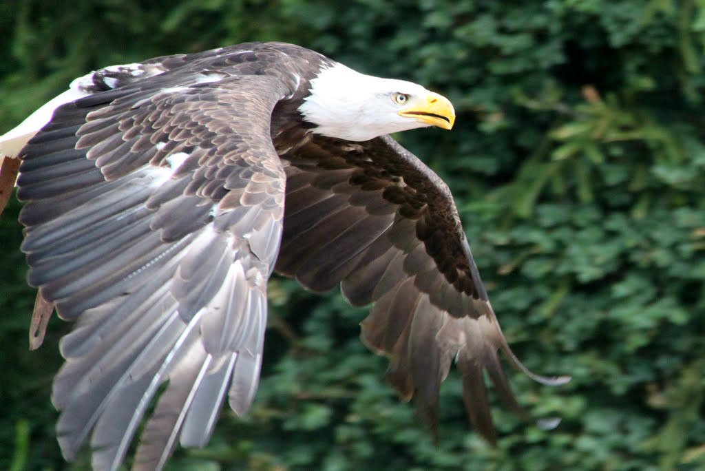 Bild Vogelpark Steinen