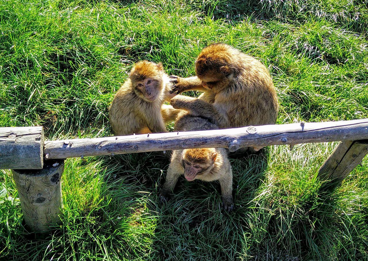 Bild Affen und Vogelpark in Reichshof