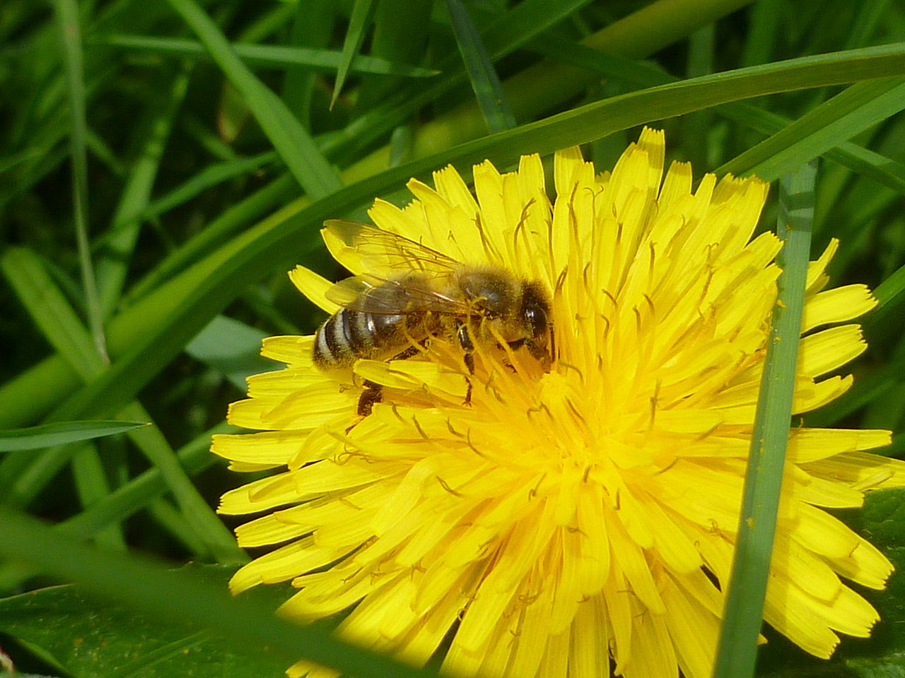 Bild Naturerlebnispfad Nettersheim