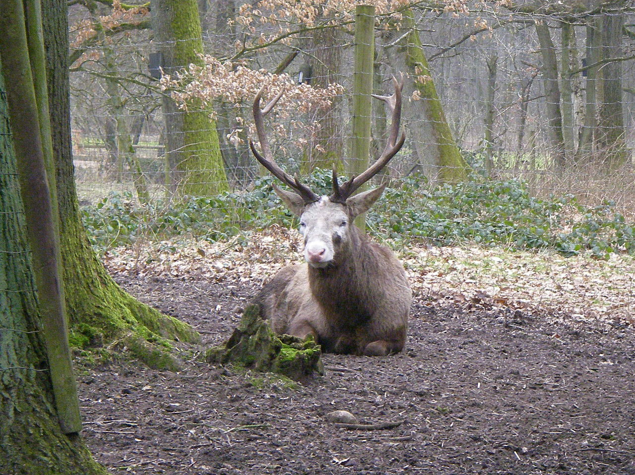 Bild Wildgehege Baden Baden