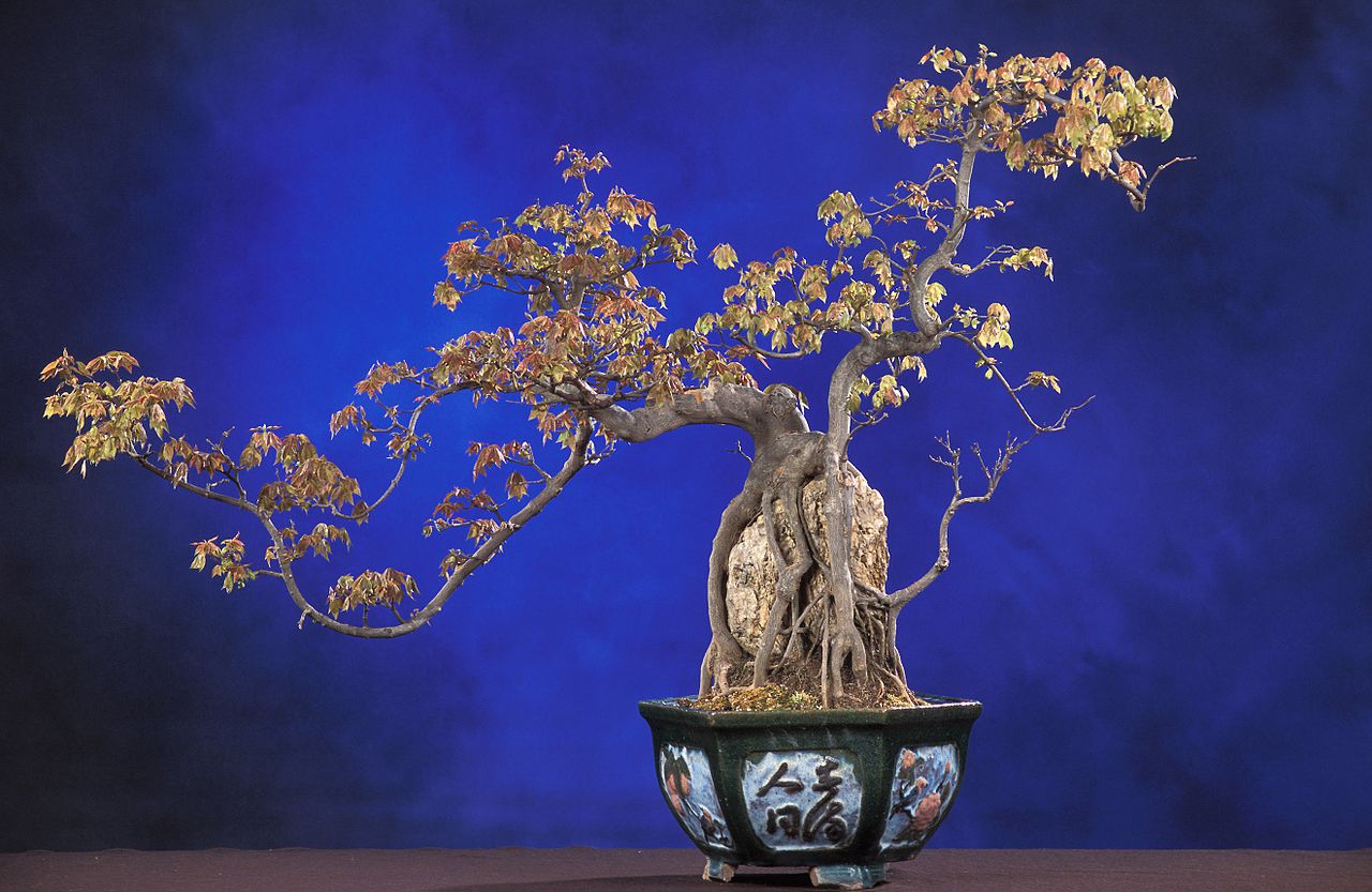 Bild Bonsai Museum Düsseldorf