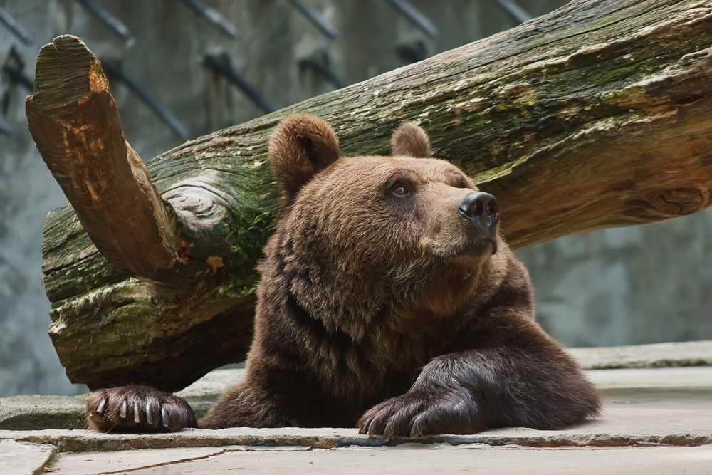 Bild Tierpark Wolgast