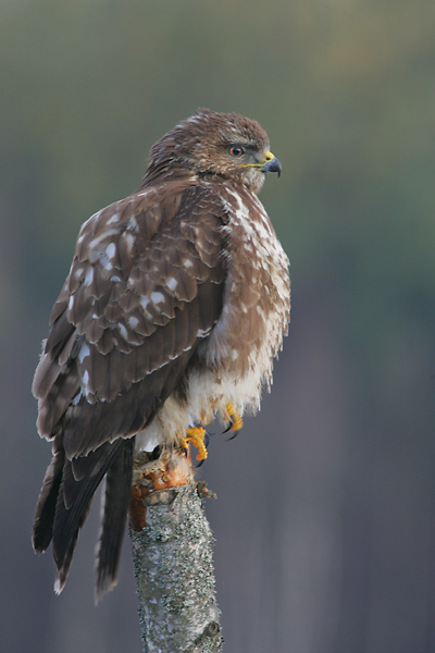 Bild Falkenhof Schalkholz