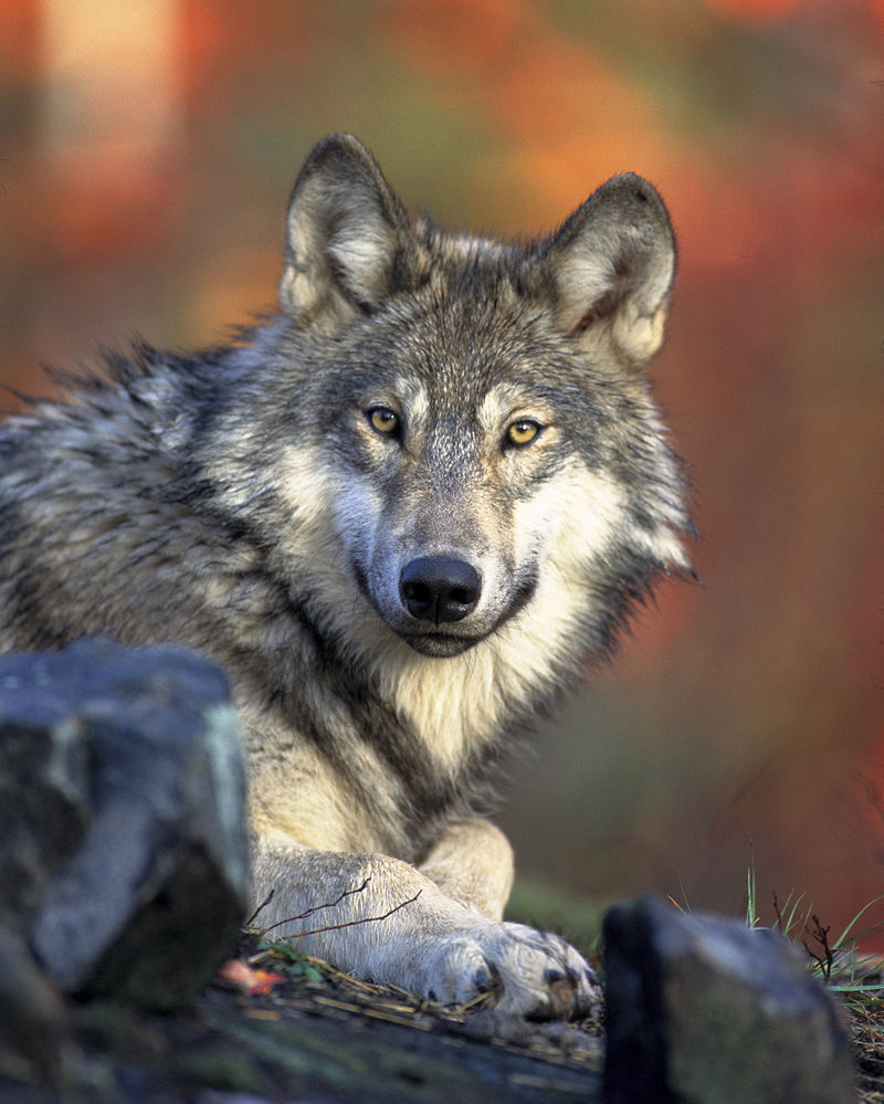 Bild Wolfspark Merzig