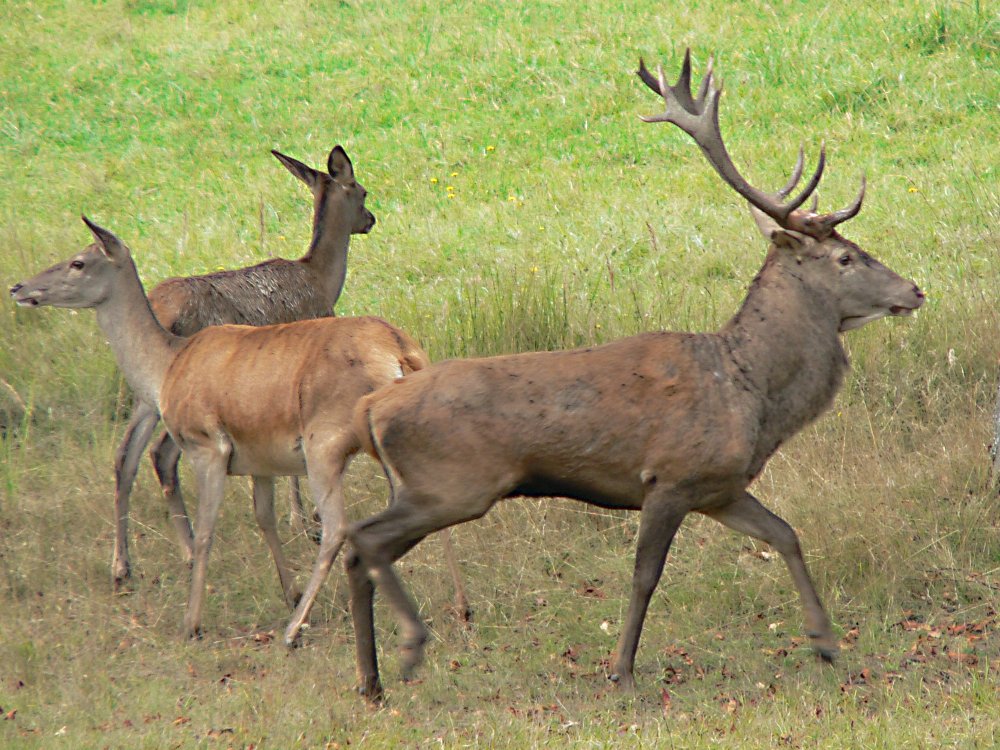 Bild Wildgehege Malente