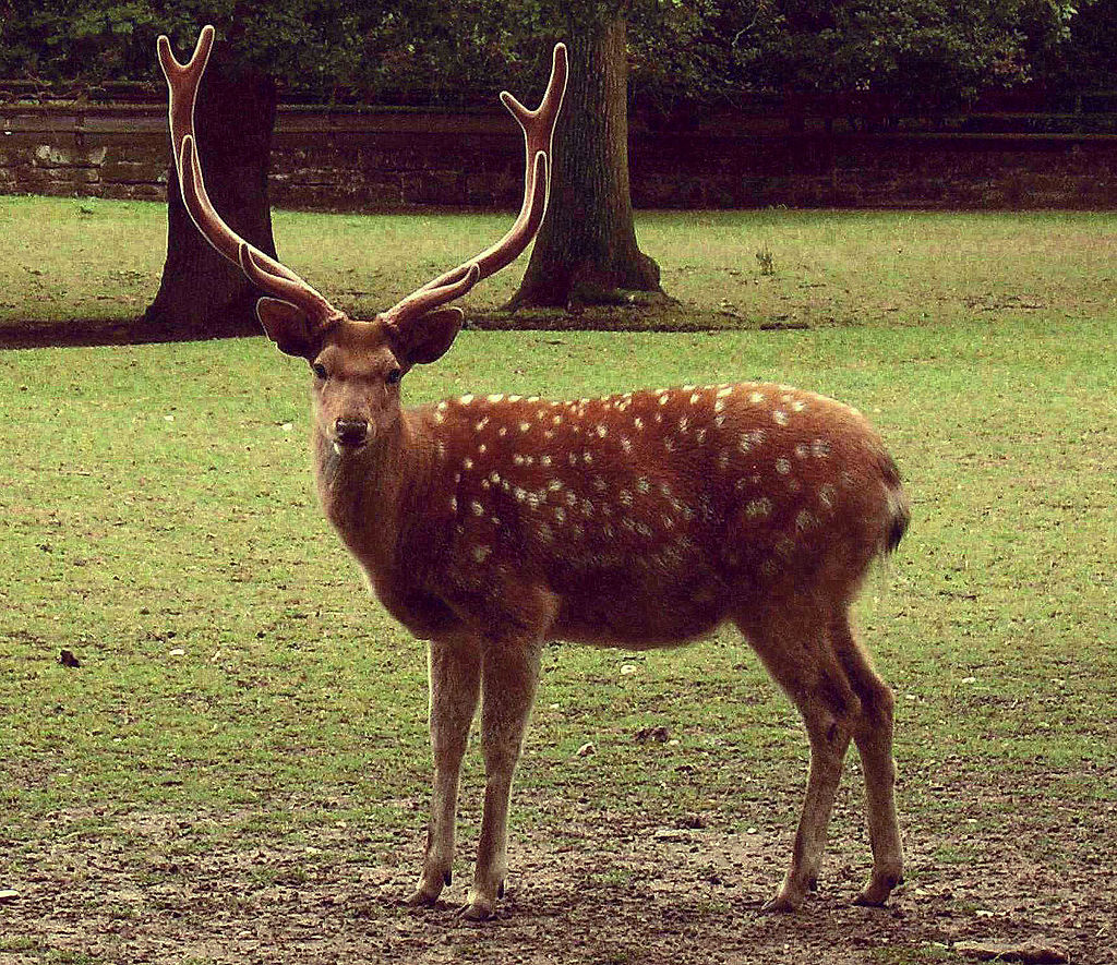 Bild Spessart Wildpark Bad Orb