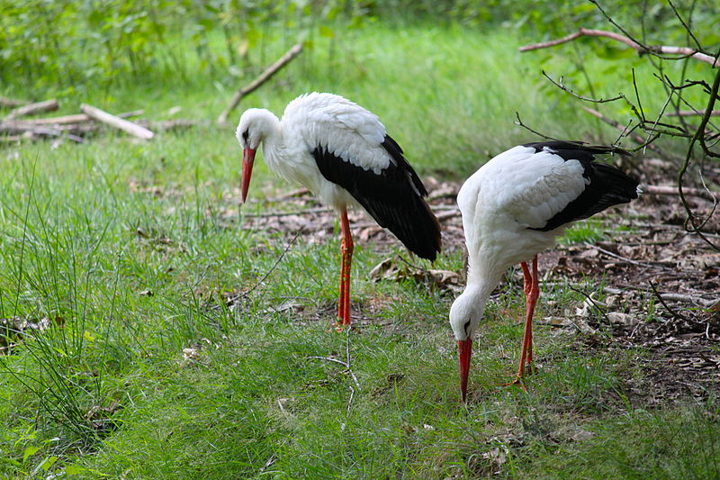 Bild Wildpark Gangelt