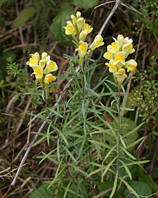 Bild Wildstaudengarten Viersen