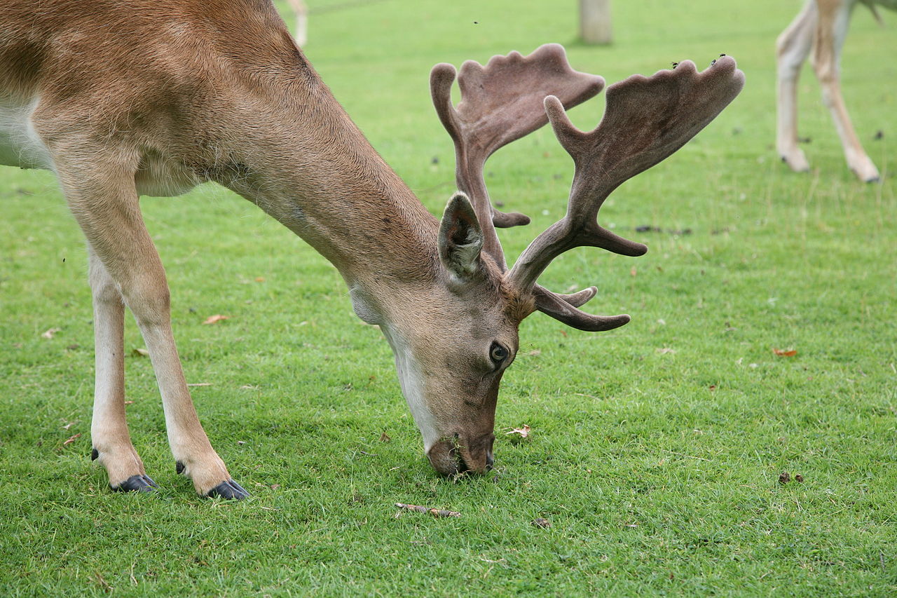 Bild Wildtiergehege am Pöhlberg Annaberg Buchholz