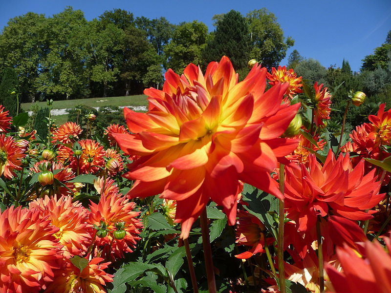 Bild Dahliengarten Baden Baden