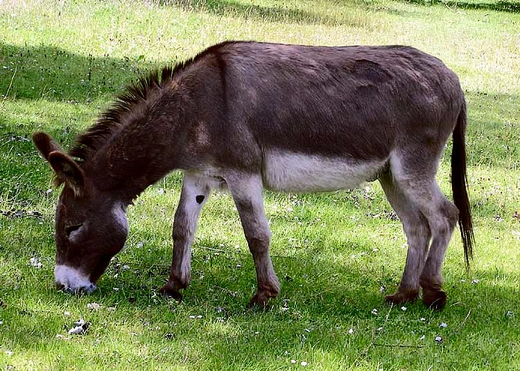 Bild Elbepark Hebelei Diera Zehren