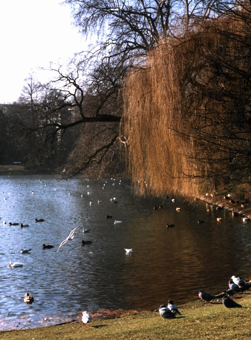 Bild Hofgarten Düsseldorf