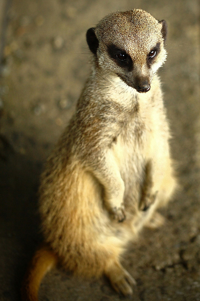 Bild Zoo Hoyerswerda