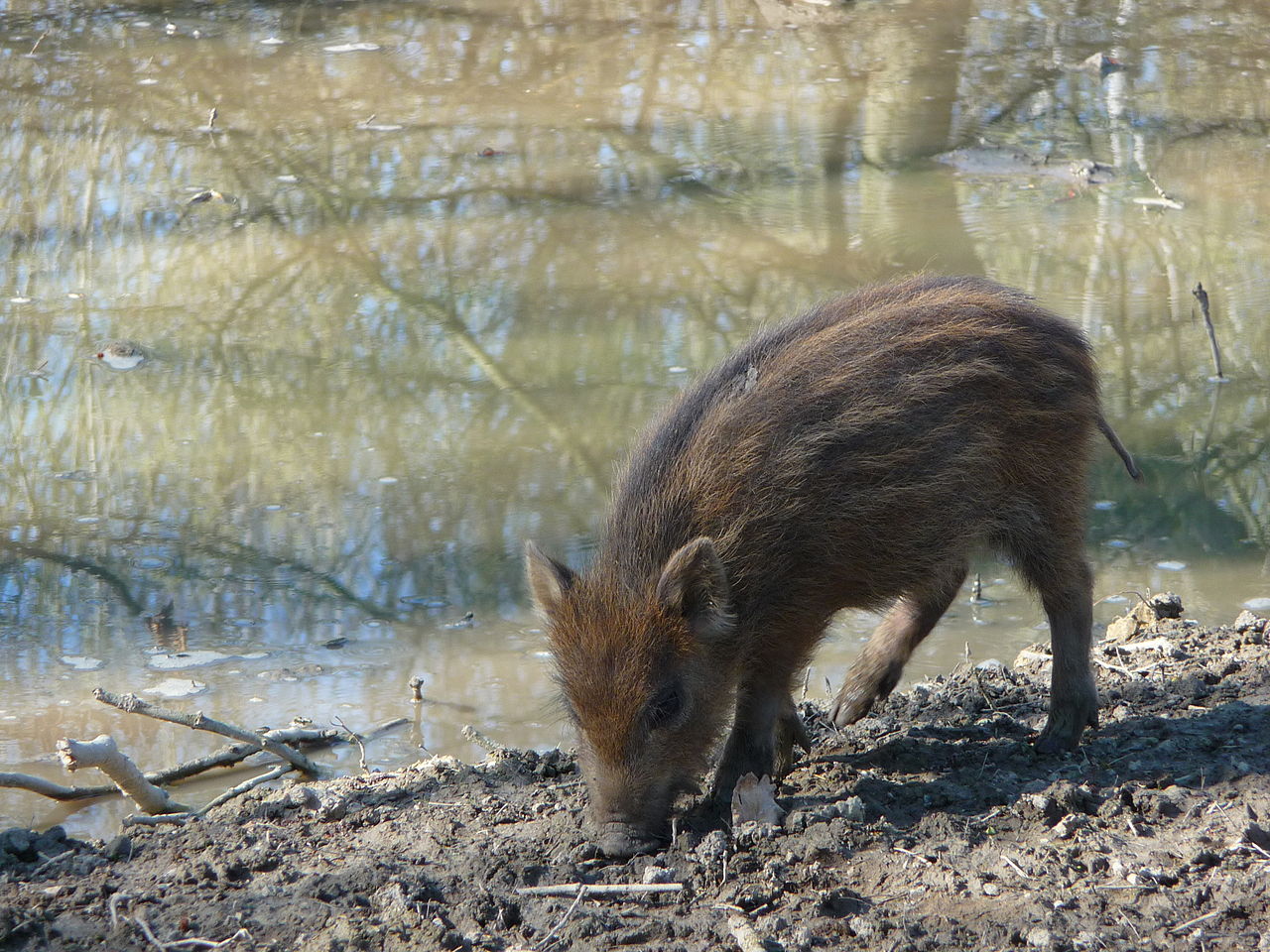 Bild Weisshauswald Trier