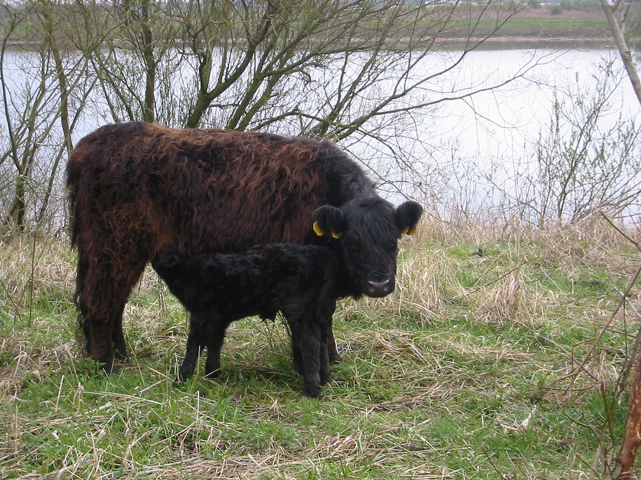 Bild Wildtierstiftung Klepelshagen