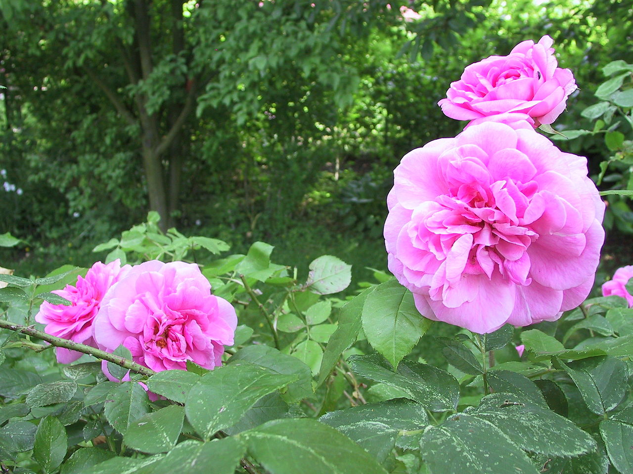 Bild Rosengarten Brützkow