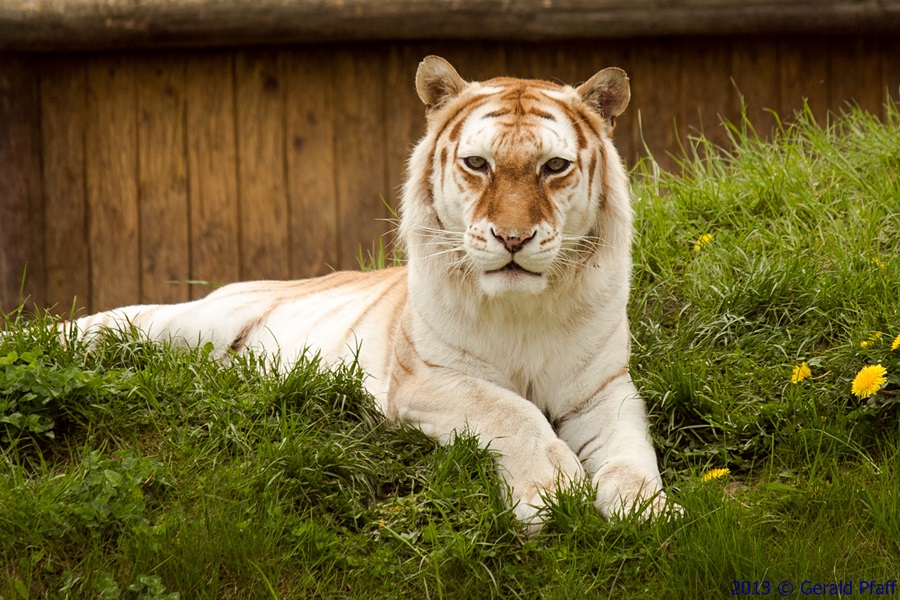 Bild Tigerpark Dassow