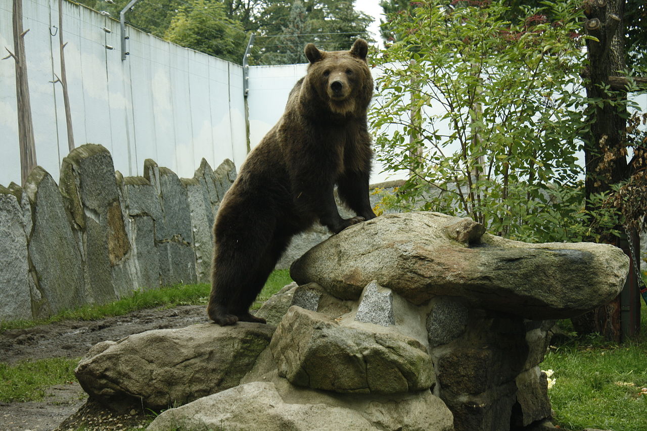 Bild Tierpark Bischofswerda