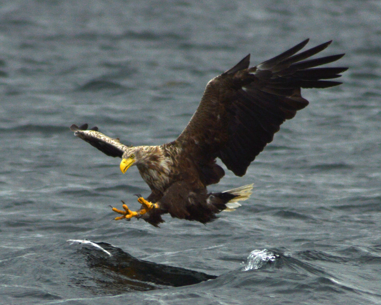 Bild Müritz Nationalparkservice Federow